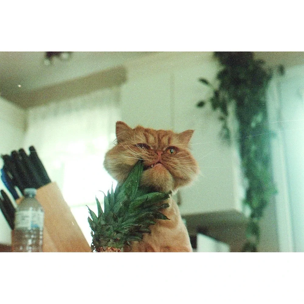 Minolta maxxum 7000